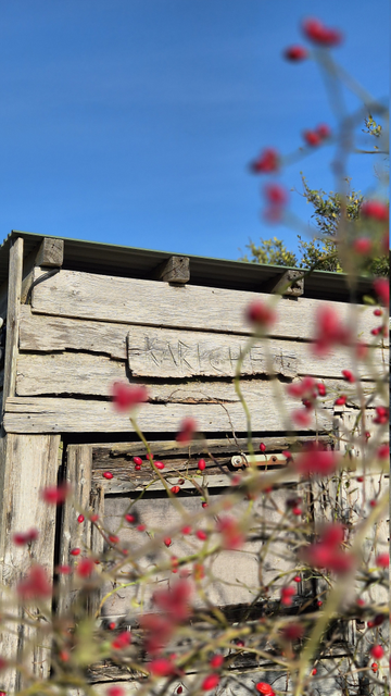 Der Blick fällt durch einen kahlen Rosenbusch mit vielen Hagebutten auf die Fassade eines alten Holzschuppens, in dessen Wand sich ein waagerecht verbarrikadiertes Fenster befindet. Darüber ist ein blauer, wolkenloser Himmel zu sehen. 