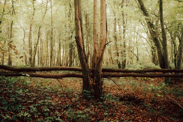 Perpendicular trees in the woods