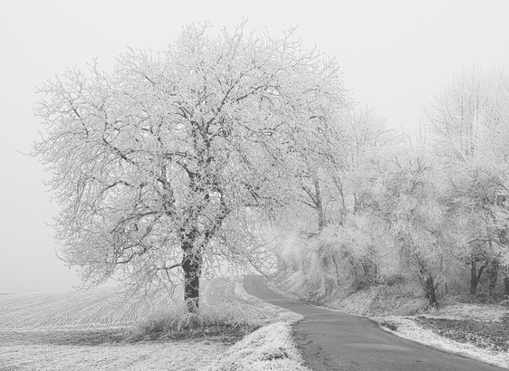 Eine Winterlandschaft. Rechts verläuft eine schmale Strasse. Rechts davon sind Sträucher und Bäume mit Schnee und Frost bedeckt. Links von dieser Strasse steht ein einzelner großer Baum der mit Schnee und Frost bedeckt ist. Der Nebel im Hintergrund erlaubt es nicht weiter in die Ferne zu schauen. 