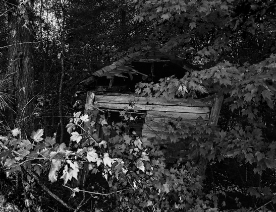 A black and white photo of a leaning wooden shed set in the woods.