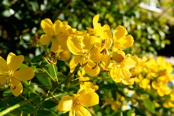 日向でハナセンナが咲いていて満開。/ 2025.11.15 白川通から