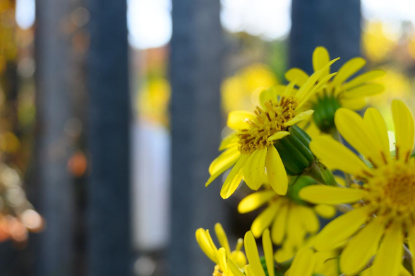 日陰のツワブキ。琵琶湖疏水記念館の敷地際の柵前で咲いている。/ 2025.11.15 白川通・琵琶湖疏水記念館から