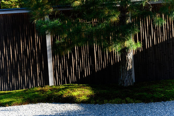 日差しに照らされた鮮やかな緑の苔と松の木。背景には黒っぽい竹垣があり、手前には整えられた白砂が広がっている。光と影のコントラストが強い小さめの日本庭園。/ 2025.11.15 白川通・流響院から
