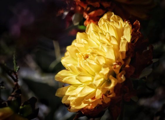 A close-up photograph of a vibrant yellow flower in full bloom, its delicate petals catching the light and creating a soft, translucent effect. The flower stands out against a blurred, dark green background, with hints of other foliage and branches subtly visible. The lighting accentuates the texture and layers of the petals, giving the image a warm, glowing ambiance. The overall composition highlights the flower’s natural beauty and intricate details.