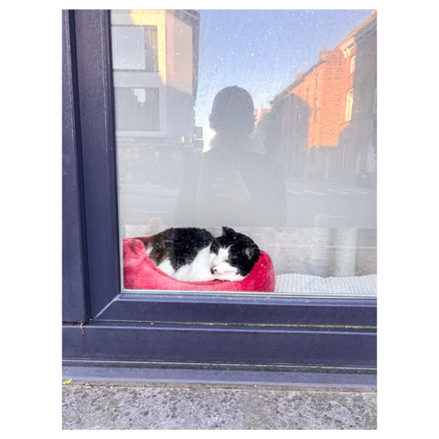 A sleeping cat with black and white fur rests on a red cushion, viewed through a window. The reflection of a person can be seen in the glass, along with a blurred street scene outside.