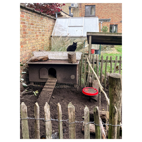 A black cat sits atop a wooden chicken coop in a garden. The structure, resembling a small house, has a ramp leading to its entrance. Nearby, there is a glass greenhouse, a red feeding dish, and a wooden fence surrounding the area.
