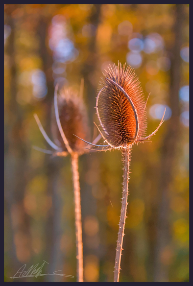Two dry teasel heads on their thin stalks, one behind the other. Both lit from the right with golden light from the setting sun.