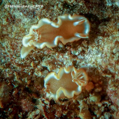 Caramel brown sea slugs crawl over an underwater reef. They are trimmed in white, and are quite small: the size of your smaller fingernails.
