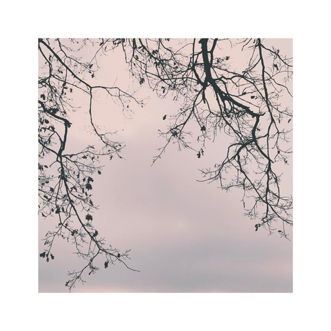 a framed detail of the dark branches of a tree against the evening sky. the abstract composition looks almost like wallpaper