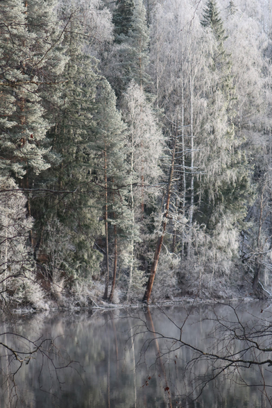A riverbank with frost-covered white trees and firs. The river flows quietly and frost smoke plays on the water, where the eees are also reflected. A single tree with a brown trunk stands slightly crooked on the bank, breaking up the somewhat monochrome image. In the foreground, bare branches reach into the picture.
