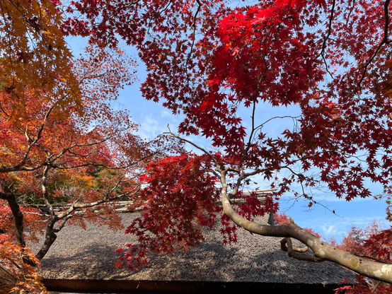 Ōkōchi Sansō traditional building with a thatched roof, and red maple leaves