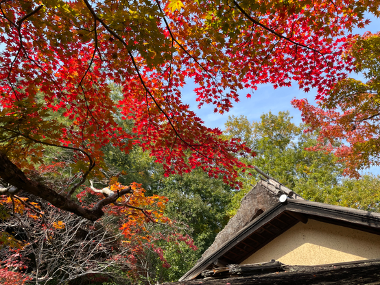 More red maple leaves