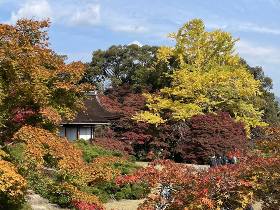Ginkgo adds yellow to the other autumn colors