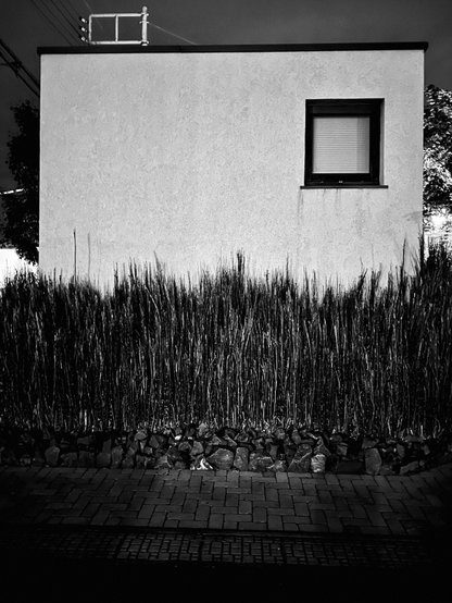 A night shot of the side of a building. The plain wall is non descript, white plaster. One square window sits in the top right corner. Its Venetian blind is drawn. The top lip of the building has a black ledge slightly overhanging the wall. No roof is visible. Reed-like grasses grown in a row across the foot of the building. Dense and uneven in height they obscure the base of the wall. Brick work bathed in gloomy light is visible in the pavement in front of the building. The frame of a telegraph pole can be seen above and the left of the wall. The night sky is evenly dark and cloudless.