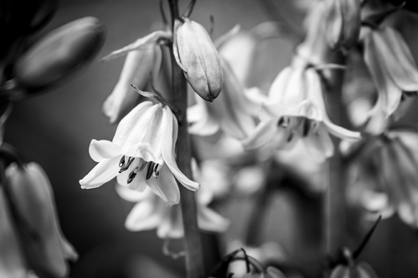 Bell flowers but in black and white.