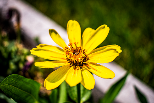 A yellow heliopsis flower during the summer.