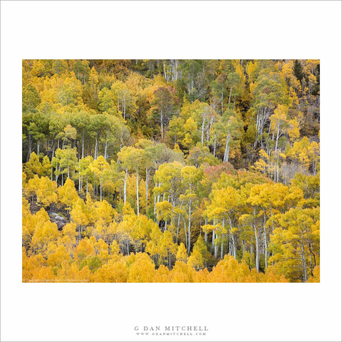 Sierra Nevada autumn aspen trees.