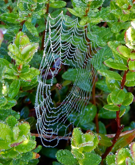 A intricate, circular spiders web covered in thick dew with a large brown spider sitting in the centre. 