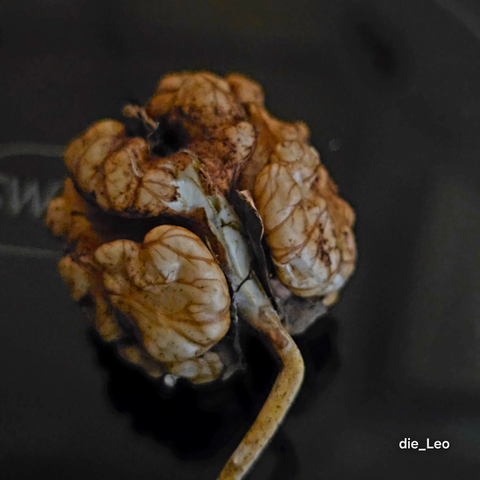 Keimende Walnuss

Germinating walnut