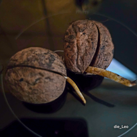 Keimende Walnüsse

Germinating walnuts