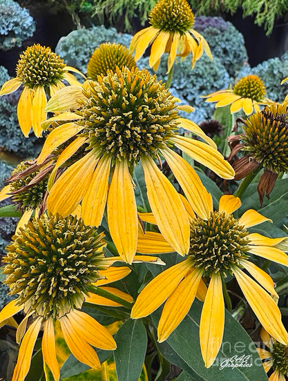 Orange Yellow Coneflowers