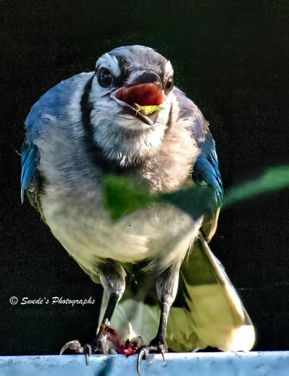 Beak and Bug

"In this striking close-up, a blue jay commands the frame with theatrical intensity. Its body faces forward, talons gripping a hard surface like a stage edge, while its head tilts slightly downward, beak clenched around a small insect—likely a grasshopper—whose legs dangle in protest. The jay’s plumage is a brilliant mosaic of electric blue, snowy white, and charcoal black, each feather etched with clarity against a dark, velvety backdrop.

A single green leaf intrudes from below, softening the scene with a splash of organic calm, while beneath the bird’s feet lies a smear of red organic matter—perhaps the remnants of a previous catch or a ceremonial offering to the morning’s hunt. The bird’s eyes are sharp, unflinching, and direct, as if daring the viewer to interrupt its ritual. The moment is frozen in high detail, capturing the raw elegance of nature’s choreography: predator, prey, and the quiet tension of survival." - Microsoft Copilot
