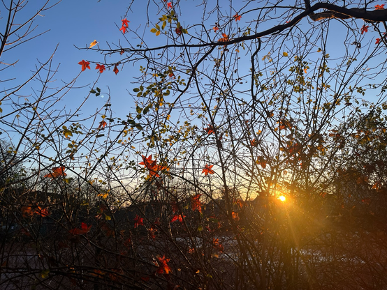 Sonnenuntergang zwischen Sträuchern mit Herbstlaub 