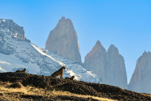 3 wild pumas in patagonia resting on a hilly ridge with snow covered peaks in background