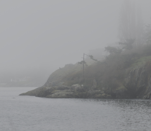 Foggy trees and bluffs on oceanside