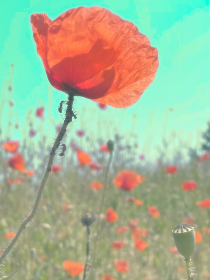 Mohnblüte mit Ameisen am Stengel und weitere Mohnblüten und Gras