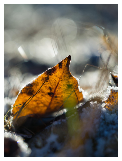 En stående bild på ett brunt löv med frost i motljus.