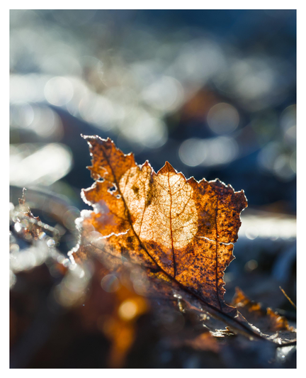 En stående bild på ett brunt löv med frost i motljus.