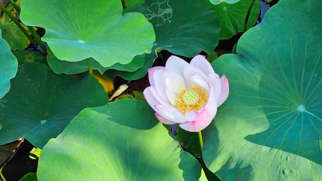 Lotus