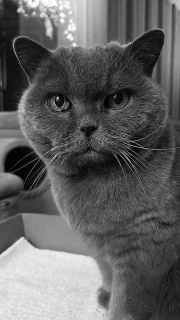 Vollformatiges schwarzweiß Porträt einer Britisch Kurzhaar Katze (BKH).