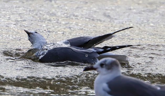 "In a sunlit splash of coastal drama, three laughing gulls enact a ritual of motion and stillness. One gull dominates the center, caught mid-bath or dive, wings flared and body arched in a burst of kinetic grace. Water erupts around it—droplets suspended like scattered pearls, each one a testament to the gull’s wild joy and elemental communion.

To the foreground, a second gull stands in quiet contrast—slightly out of focus, its posture composed, as if observing the ceremony with solemn dignity. And just beyond, a third gull joins the tableau, partially obscured yet unmistakably present, completing the triad. Together, they form a living glyph of rhythm and witness: splash, stillness, and shadow.

The scene evokes a mythic rite—three coastal sentinels in a moment of shared presence, where water, light, and feather converge in sovereign choreography." - Microsoft  Copilot