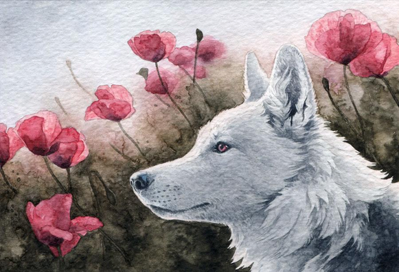 watercolor painting - the side portrait of a fluffy white wolf, with a bunch of poppies in the background.