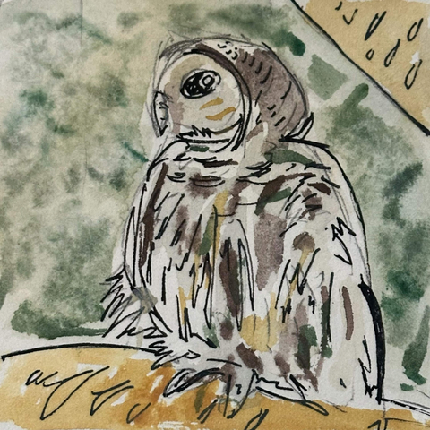 A gray own with a similar head shape to a barn owl. Body is covered in a mottled pattern of browns. It is sitting in a tree under a canopy of leaves.