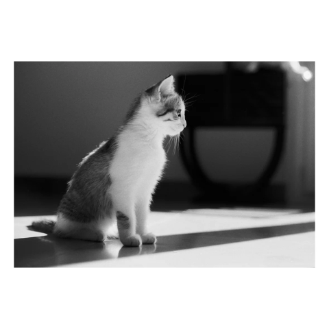 Photo n&b de Yoshi dans l'ombre de la fenêtre-porte entre la lumière qui rentre par les carreaux.