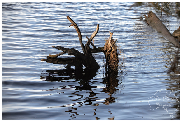 A close up shot of a dark, gnarled piece of weathered driftwood or a stump partially submerged in calm, deep blue water.  The water has soft ripples, creating a clear reflection of the wood and the sky. Another, longer log is visible extending into the water in the upper right background.