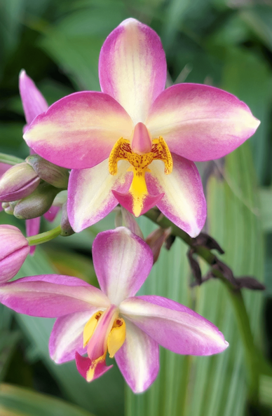 Flowers in garden with shades of  purple  white, yellow colors. Green leaves in background. Captured with Google Pixel in Bangkok Thailand