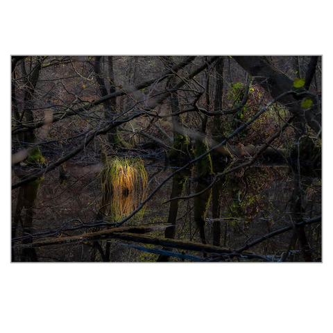 Deep in the vast forest there is a lake, at the end of the lake is a swamp, and deep in the swamp is a clump of grass that shines in autumn colors, as if it were glowing.