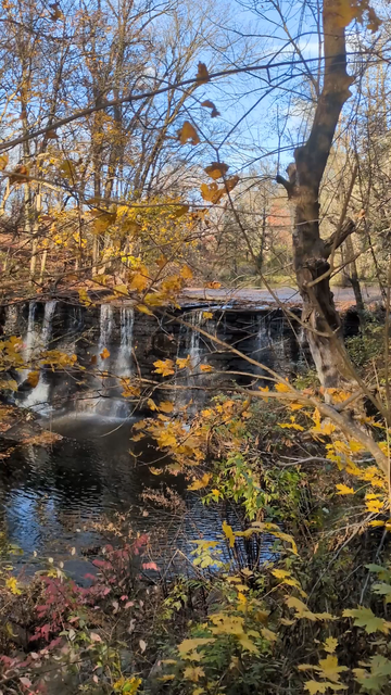 Video of a low overhead dam or waterfall as seen through thinning foliage. The trees are sparsely covered with leaves that rustle in a light breeze. Most are shades of yellow, orange and red.