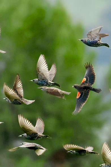 in flight, one bird stands out among the rest; they are gray, and he is black with brilliant red patches on his wings.