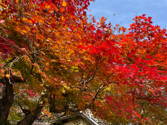 Changing leaves of autumn in Kyōto