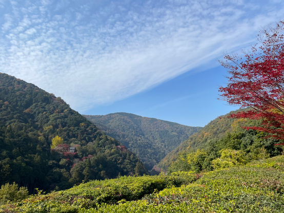 The view from the ridgetop across the river to Mt. Arashiyama and a small Zen temple