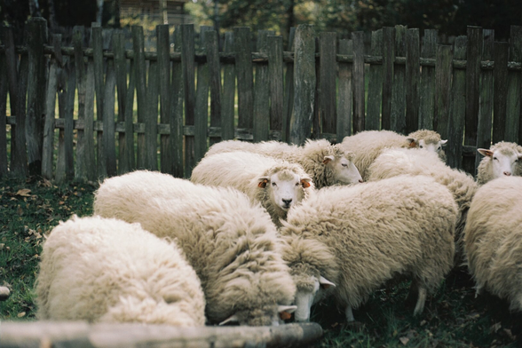 A flock of sheep, one looking straight at the camera, with a fence behind and in front of them.