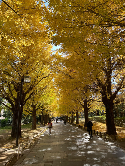 A long straight wide pedestrian path through a city park, lined on both sides with tall ginkgo trees covered in golden leaves. The branches mostly touch overhead obscuring the clear blue sky, and the sunlight filters down through the leaves, falling on the piles of golden leaves to either side.
