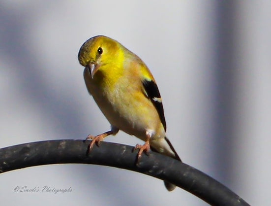 "A small bird perches gracefully on a curved, dark metal rod—its delicate feet gripping the arc with quiet poise. The bird’s chest and face blaze with a brilliant yellow, like sunlight caught in feathers. Its wings are patterned in crisp black and white, forming a striking contrast that feels both bold and elegant. The belly fades to a soft, pale hue, grounding the vibrancy above. Its posture is alert yet serene, head slightly tilted as if listening to the wind or watching the world with quiet curiosity.

The background is a gentle blur of muted tones, like a watercolor wash—soft greens and browns that suggest foliage without demanding attention. This subtle backdrop allows the goldfinch to shine as the undeniable focal point, its vivid plumage and fine feather detail rendered with photographic clarity. Every contour of its body, every tiny barb of its plumage, is visible—an intimate portrait of nature’s precision and beauty.

In the lower left corner, the image bears the quiet signature “© Swede’s Photographs,” a respectful nod to the artist who captured this moment of avian grace." - Microsoft Copilot