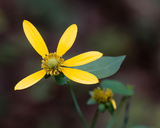 Yellow flower with only 5 petals even though it could fit 7 or 8 attached to a leave and stem and a very blurry background