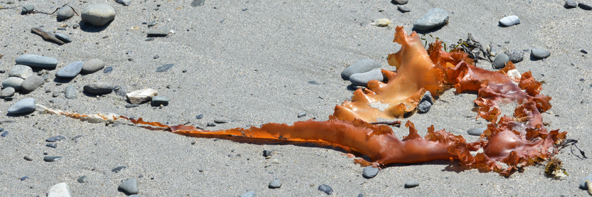 A photo of a long orange piece of seaweed on a beach.